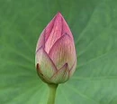 General wiki templates