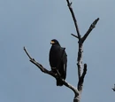 Fiendish Hawk (3.5e Monster)