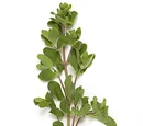 Marjoram