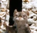 Peepiceek