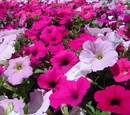 Language of Flowers