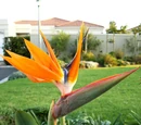 Bird of paradise (flower)