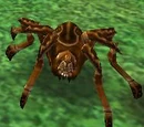Brown Spider