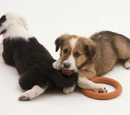 Herding Dogs