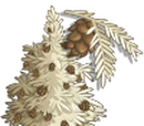 Albino Redwood Tree