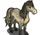 Noma Pony