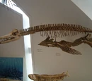 Trinacromerum
