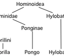 Hominini