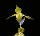 Cypripedium henryi