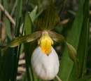 Cypripedium candidum