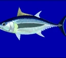 Albacore
