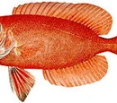 Bigeye