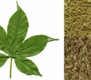 Baobab leaf