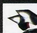 Shovel Claw