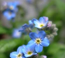 Forget-Me-Not