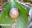 Brown-lipped Snail
