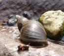 Great Pond Snail