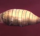 Larva