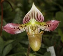 Paphiopedilum acmodontum