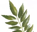 Curry leaf