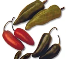 Serrano pepper