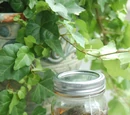 Mint Sun Tea