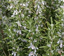 Rosemary
