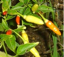 Tabasco pepper