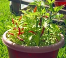 African bird pepper