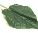 La-lot leaf