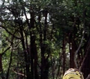 Jaburu