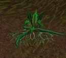 Stranglekelp