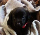 AngelinBlack424/The Investigation of the "Puppy Dog".
