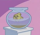 Happy the Goldfish