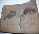 Branchiosaurus