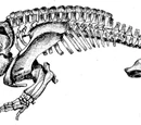 Cacops