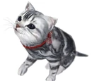 Cat Jeane