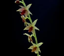 Platystele