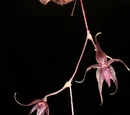 Platystele oxyglossa