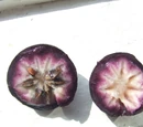 Star apple