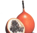 Passionfruit
