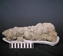 Coprolite