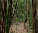 Bamboo grove