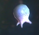 Miniroid