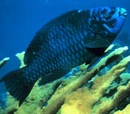Parrot fish