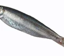 Sprats