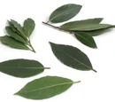 Bay leaf