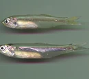 Anchovy