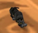 Cat (critter)
