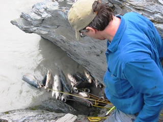 A good day at Chitna is one with several stringers all tangled in an eddy.